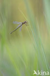 Waterjuffer (Coenagrion sp.)