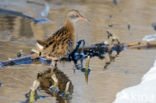 Waterral (Rallus aquaticus)