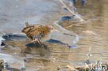 Waterral (Rallus aquaticus)