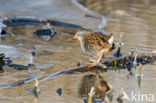 Waterral (Rallus aquaticus)