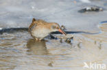 Waterral (Rallus aquaticus)