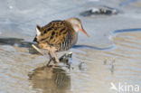 Waterral (Rallus aquaticus)