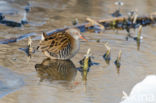 Waterral (Rallus aquaticus)