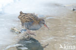 Waterral (Rallus aquaticus)