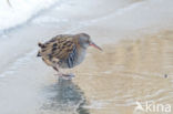 Waterrail (Rallus aquaticus)
