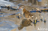 Waterrail (Rallus aquaticus)
