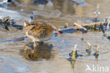 Waterral (Rallus aquaticus)