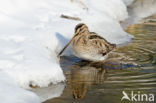 Common Snipe (Gallinago gallinago)
