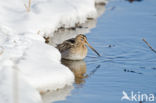 Common Snipe (Gallinago gallinago)