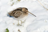 Common Snipe (Gallinago gallinago)