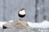 White-throated Dipper (Cinclus cinclus)