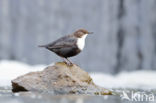 White-throated Dipper (Cinclus cinclus)