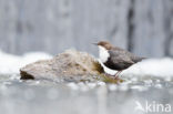 White-throated Dipper (Cinclus cinclus)