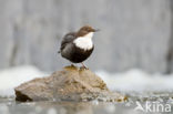 White-throated Dipper (Cinclus cinclus)