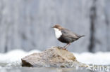 White-throated Dipper (Cinclus cinclus)