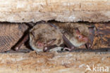 Watervleermuis (Myotis daubentonii)