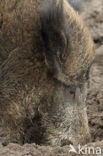 Wild Boar (Sus scrofa)