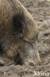 Wild Boar (Sus scrofa)