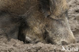 Wild Boar (Sus scrofa)