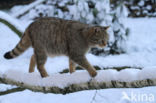 Wilde kat (Felis silvestris) 