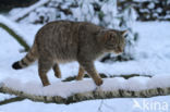 Wilde kat (Felis silvestris) 