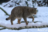 Wilde kat (Felis silvestris) 