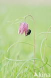 Wilde kievitsbloem (Fritillaria meleagris) 