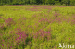 Field Cow-wheat (Melampyrum arvense)