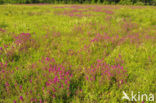 Wilde weit (Melampyrum arvense) 