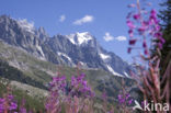 Rosebay Willowherb (Chamerion angustifolium)