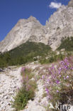 Rosebay Willowherb (Chamerion angustifolium)