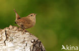 Winterkoning (Troglodytes troglodytes)