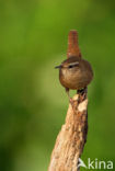 Winterkoning (Troglodytes troglodytes)