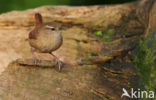 Winterkoning (Troglodytes troglodytes)