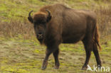 Wisent (Bison bonasus) 