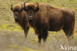 Wisent (Bison bonasus) 