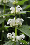 White Dead-nettle (Lamium album)