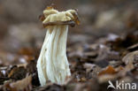 Witte kluifzwam (Helvella crispa)