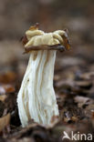 Witte kluifzwam (Helvella crispa)