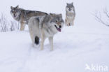 Wolf (Canis lupus)