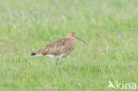 Eurasian Curlew (Numenius arquata) 