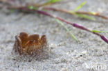 Zandtulpje (Peziza ammophila) 