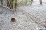 Zandtulpje (Peziza ammophila) 