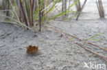 Zandtulpje (Peziza ammophila) 