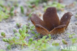 Zandtulpje (Peziza ammophila) 