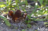 Zandtulpje (Peziza ammophila) 