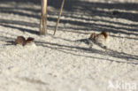 Zandtulpje (Peziza ammophila) 