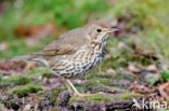 Zanglijster (Turdus philomelos)