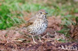 Zanglijster (Turdus philomelos)