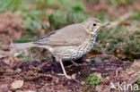 Zanglijster (Turdus philomelos)